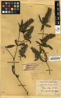 Image result for Pogonospermum ciliatum