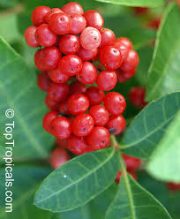 Image result for Triraphis schinzii