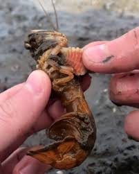 Lad checks teen holes hailey. Ladbible Lad Rescues Shrimp From Parasites Facebook