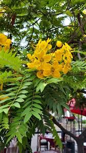 Image result for Cassia angolensis