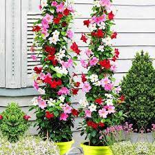 100pcs Bag Mandevilla Sanderi Dipladenia Sanderi Seeds Potted Balcony Bonsai Climbing Flower Potted Plant Seeds Fo Climbing Flowers Plants Jasmine Plant Indoor