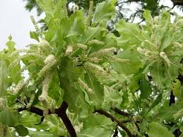 Image result for Isoberlinia doka