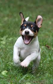 Rat Terrier Puppy Traveler 6 Weeks Old Http Facebook Com Vendageratterriers Http Vendageratters Com Rat Terrier Puppies Terrier Puppies Rat Terriers