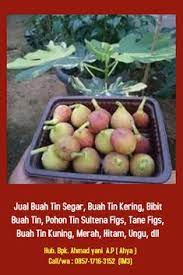 Kali ini, apabila melihat sesuatu yang indah berwarna kuning, oren dan merah di setiap pokok disekeliling anda, akan membuat anda berasa tenang. 10 Ide Kami Adalah Supplier Buah Tin Segar Kering Terlaris Di Aceh 0857 1716 3152 Im3 Pohon Buah Buah Diet