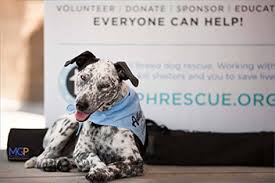 Over 20 lbs is $50. Operation Paws For Homes All Breed Dog And Cat Rescue In Virgina Maryland Washington Dc And South Central Pa