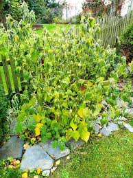 Image result for foto moud Forsterův