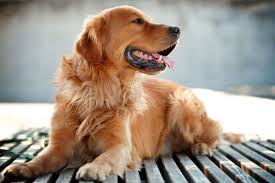 السلام عليكم اريد تفسيرا لحلم رأيته حلمت ان الشخص الذي خطبني (خطيبي) كان بمنزلنا و أمي تشرح اللحم و تطهوا. ØªÙØ³ÙŠØ± Ø±Ø¤ÙŠÙ‡ Ø§Ù„ÙƒÙ„Ø¨ ÙÙŠ Ø§Ù„Ù…Ù†Ø§Ù… ÙÙŠ Ø¬Ù…ÙŠØ¹ ØªØ£ÙˆÙŠÙ„Ø§ØªÙ‡ Ø¥ÙŠØ¬ÙŠ Ø¨Ø±Ø³