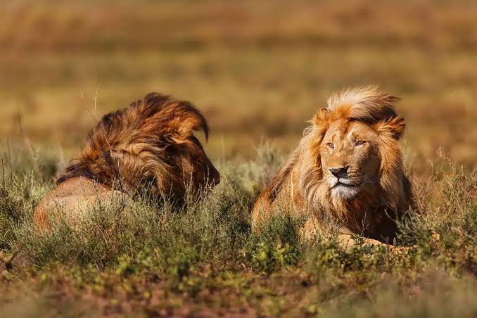 Lowen Safaris Team