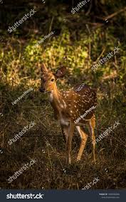 Wildlife Animal Photography Ad Affiliate Wildlife Animal Photography In 2020 Animal Photography Wildlife Animals Animals