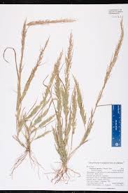 Image result for Eragrostis japonica