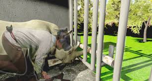 *insert sweatdrop here xd* so, yeah this is about the hetalia characters turning into cats! Psychologists Are Using Vr To Transform People Into Animals Vrscout