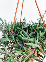 Image result for Senecio ruwenzoriensis