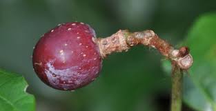 Image result for Rhoicissus rhomboidea