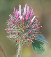 Image result for Trifolium isthmocarpum