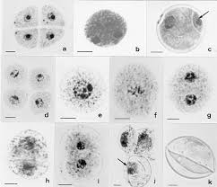 Image result for Urochloa jubata