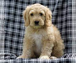 They may not be labradoodle puppies, but these cuties are available for adoption in ohio. Labradoodle Poodle Miniature Mix Puppy For Sale In Fredericksbg Ohio Usa Adn 134957 On Puppyfinder Com Gend Puppies Puppies For Sale Minature Labradoodle