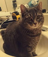 eva striking a pose in the sink imgur
