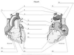Image Result For Anatomy Muscle Labeling Worksheet Human Anatomy And Physiology Medical School Studying Anatomy And Physiology
