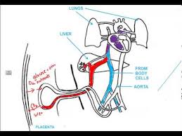 videos matching fetal circulation part 1 basics revolvy