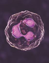 Image result for Stool Leukocytes