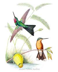 Flying Bird Wall Art Hummingbirds Bird Print No 5 Spring Etsy Bird Prints Flying Birds Wall Art Bird Wall Art