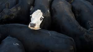 We did not find results for: First Cow Embryonic Stem Cells Could Lead To Healthier More Productive Livestock Science Aaas