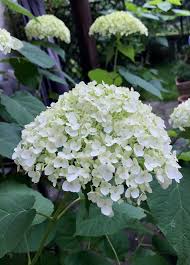 Epingle Par Revedeco Sur Garden Idees Jardin Jardins Fleurs