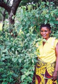 Image result for Ocimum