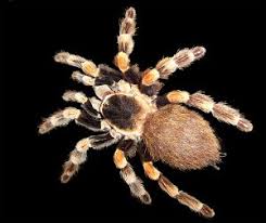 They are not nearly as large or terrifying as the media would. Arachnid Facts For Kids