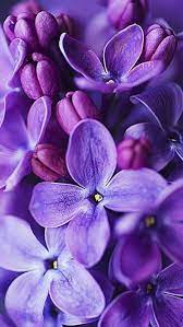 Purple Flowers Hd Wallpaper Purple Flowers Lilac Flowers Plant Photography