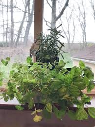 Succulent etiolation and sunburn have huge effects on your succulents' appearance. Tips For Growing Herbs In Containers For The First Time Sip Bite Go