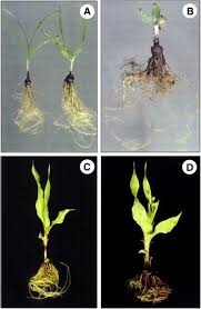 Image result for Hypoxis nyasica