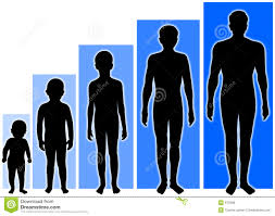 Male Growth Stages Stock Illustration Illustration Of