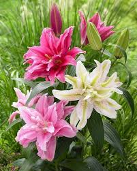 Lilie Mapira Die Sehr Intensive Blutenfarbe Der Lilie Mapira Hat Einen Zarten Glanz Der Das Dunkle Purpurrot Noch Hervo Schone Blumen Lilien Blumen Pflanzen