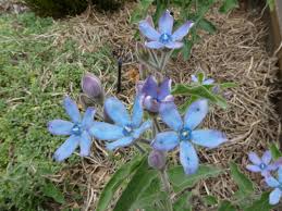 Image result for Oxypetalum