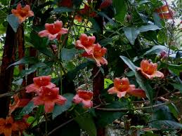 Image result for Bignonia capreolata