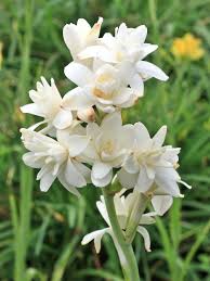 Image result for Polianthes tuberosa