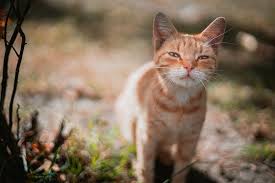 Check spelling or type a new query. 10 Foto Kucing Ini Menggambarkan Perjuanganmu Saat Harus Bangun Pagi