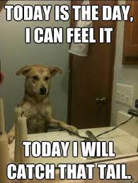 See more ideas about animals, funny animals, funny animal quotes. 25 Best Funny Animal Quotes Memes Quotes And Humor