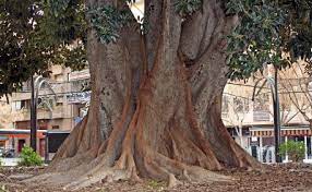 Maybe you would like to learn more about one of these? Me Encanta Murcia Ficus De Santo Domingo Murcia Ficus Macrophylla Desf Ex Pers Edad Fue Plantado En 1893 118 Anos Altura Mas De 30 Metros El Diametro De Su Tronco Crece