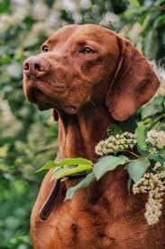 Vizsla Vs German Shorthaired Pointer Breed Comparison