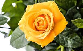 Feb 26, 2020 · if you plan to give flowers, you can send them ahead of time using a service like ftd or gift them in person. The History And Meaning Of Yellow Roses Floweraura