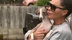 Having issues accessing via internet explorer, please click. Pet Dog Reunited With Melbourne Family After Car Smashes Through Home Australian News Breaking News Today