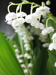 Lily Of The Valley Lily Of The Valley Beautiful Flowers Flowers Nature