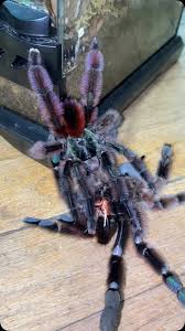 Image result for Angylocalyx vermeulenii