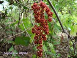 Image result for Ampelocissus