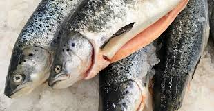 Süßwasserfisch richtig filetieren