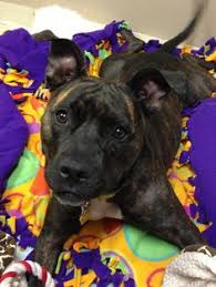 All adopted animals may be returned for illness or behavior problems within fourteen (14) days of the adoption. 25 Rescue Dogs Norwalk Ct Ideas Rescue Dogs Norwalk Dogs