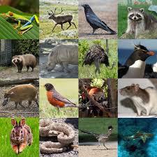 Some of my favorite information sources are the iucn redlist, arkive, fishbase, the cornell lab of ornithology, encyclopedia of life, & one zoom. R Animals Quiz By Tusker Girl