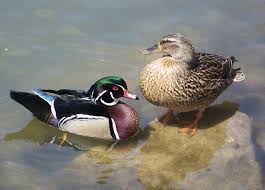 Wood Duck Drake And Mallard Hen Wood Ducks Mallard My Photos